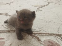 Erkek ve dişi kediler yavrular rezerveye uygun