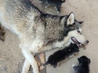 ANNE ALTINDAN SAFKAN HUSKY YAVRULARI