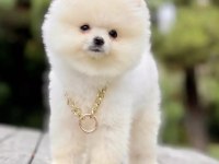 Pomeranian Boo Yavrusu