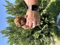 GERÇEK TOY POODLE YAVRULAR