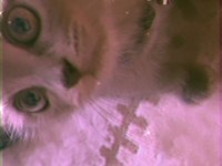 2 aylık aşısı tam british shorthair