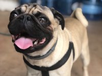 Erkek Pug Köpeği