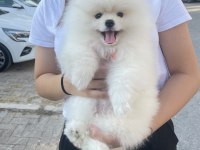 Teacup pomeranian