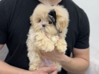 SHOW KALITE MALTIPOO BEBEKLERIM
