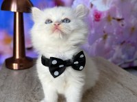 Kar Beyazı British Longhair Bebekler Geldi