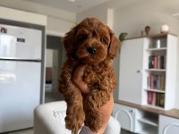 ORJİNAL TEACUP KORE POODLE BEBEKLER 