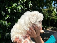 maltese terrier