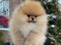 Mersin yavru pomeranian köpeğimiz