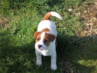 FCI-KIF Uluslararası Şecereli Jack Russell Yavrular (smooth)