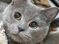 British shorthair cinsi kedimi sahiplendirmek istiyorum