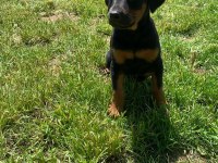A Kalite Heykel Gibi Doberman Yavrular