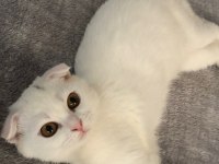 Gayet sağlıklı ve oyuncu scottish fold