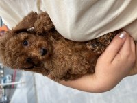 2 aylık toy poodle