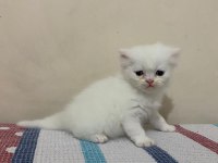 Beyaz Gold Chinchilla Yavrularımız