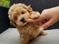 MÜKEMMEL MALTİPOO LAR SİZİN İÇİN BURADA