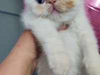 Exotic shorthair erkek