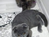 4 Aylık Scottish Fold 2 Yavru Uysal