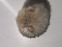2.5 AYLIK ERKEK POMERANİAN KÖPEĞİ