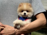 Yavru Pomeranian Boolarımız
