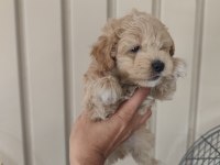 3 erkek kardeş maltipoo