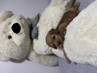 2 aylık dişi toy poodle yavrumuz