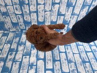 Toy poodle yavruları