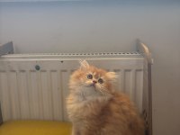 British longhair 2 aylık yavru