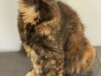 Maine coon dişi Tortie caramel