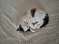 YAVRU KEDİLERİMİ ÜCRETSİZ SAHİPLENDİRİYORUM