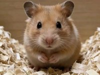 Birbirinden tatlı syrian hamsterlar