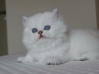 Mavi Gözlü ve Yeşil Gözlü Scottish Fold Yavrular