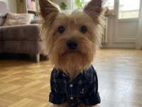 Wc eğitimli çok uyguna yorkshire terrier