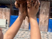 Kore red dark poodle bebışler