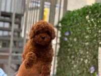 Toy Poodle Bebeğimiz