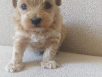 Maltipoo yavrular