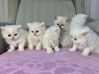 Beyaz chinchilla melekler yuvalarını arıyor