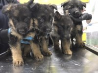 SCRLİ ANNE BABADAN SCRLİ ALMAN ÇOBAN KÖPEĞİ YAVRULARI