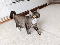 British longhair dişi kedim