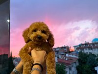 4 Aylık Erkek Poodle Pasaportlu