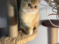 Mükemmel golden british shorthair yavrularım