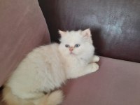 Beyaz Prens İran Kedisi