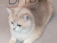 Golden British Shorthair Safkan