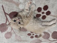 Exotic shorthair 2 aylık
