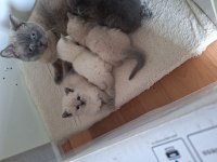 British shorthair bebeklerimiz