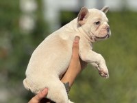 BLUE CREAM FRENCH BULLDOG BEBEK