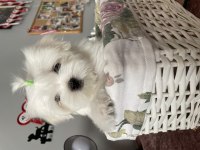 Maltese yavruları