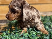 Merle Renk Mini Dachshund (Sosis Köpek) Yavrusu