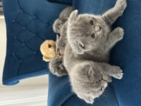 Güzel yüzlü scottish fold