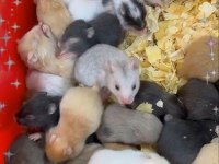 Her Irk Hamster Bebek ve Malzemeleri Adrese Teslim Mevcut