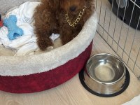 Toy poodle yavrumuz 3.5 aylık tüm aşıları tam (erkek)